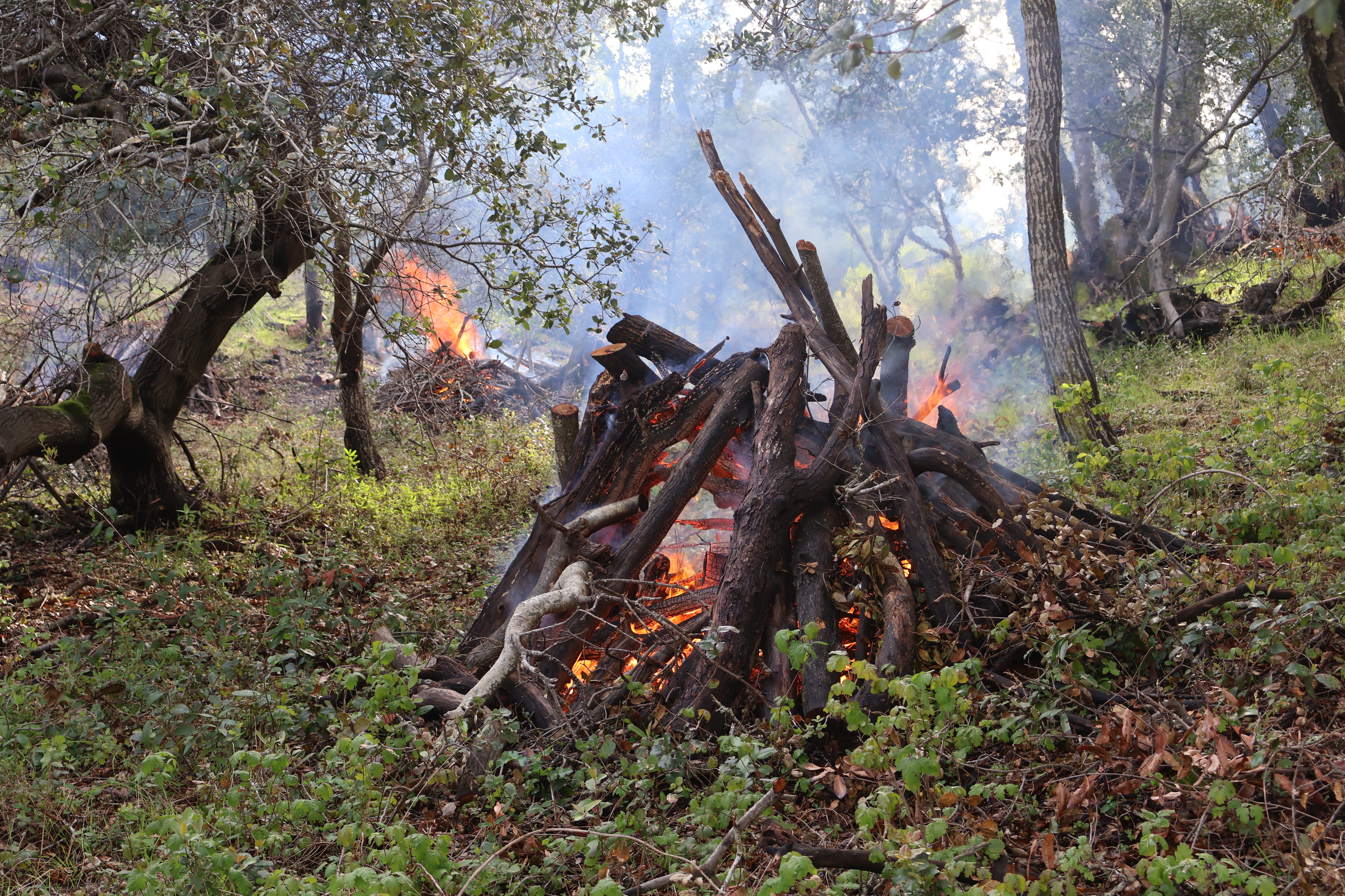 Piles burning along Miwok Meadows Road